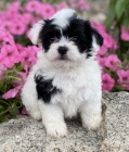 Prod�m roztomil� a zdrav� �t��ata havanese.