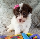 �t��ata havanese na prodej.