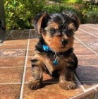 Prod�m �t��ata jork��rsk�ho teri�ra