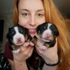 Ve�k� �vaj�iarsky sala�n�cky pes