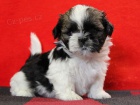 Shih-tzu, �i-tzu �t���tka s PP