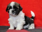 Shih-tzu, �i-tzu �t���tka s PP