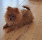 Pomo�ansk� �pic chlapec