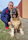 �pi�kov� psi kavkazsk�ho ov��ka
