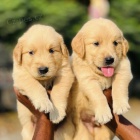 �t��ata zlat�ho retr�vra.