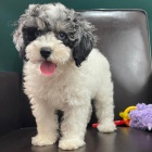 �t��ata pudl�.