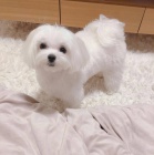 Maltsk� �t��ata.