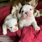 �t��ata anglick�ho buldoka.