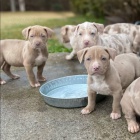 �t��ata Pitbull.