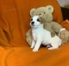 Jack Russell �t��ata.