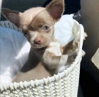 Chihuahua �t��ata.