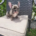 �t��ata francouzsk�ho buldoka.