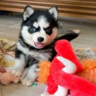 Rozko�n� �t��ata sibi�sk�ho husky.