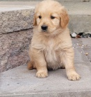 �istokrevn� �t��ata zlat�ho retr�vra