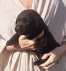 Labradorsk� Retriever PP