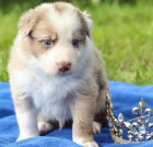 Rozko�n� �t���tka border kolie k adopci zdarma.