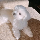 Kr�sn� maltsk� �t���tka k adopci zdarma.