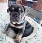 �t��ata francouzsk�ho buldo�ka k bezplatn� adopci.