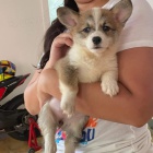 Welsh Corgi Pembroke �t��ata pro bezplatnou adopci.