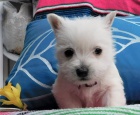 �t��ata West Highland White Terrier