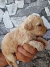 Labradoodle �t��ata