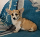 Vel�sk� Corgi Pembroke �t��ata