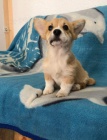 Vel�sk� Corgi Pembroke �t��ata