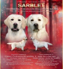 Labradorsk� retr�vr- �lut� �t���tka s PP