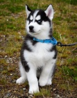 SIBI�SK� HUSKY