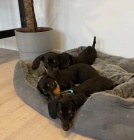 Prod�m �t��ata jezev��ka v Pardubic�ch