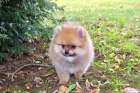 N�meck� �pic trpasli�� (Pomeranian)