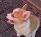 Corgi, Pembroke welsh �t��ata