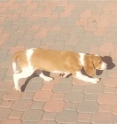 Kr�sn� �t��ata b�gla