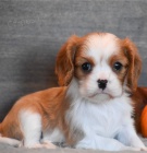 Kaval�r King Charles �pan�l