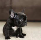 �t��ata francouzsk�ho buldo�ka k adopci