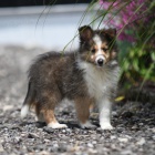 Prod�m o�kovan� a od�erven� �t��ata Shetlandsk�ho ov��ka (�eltie).