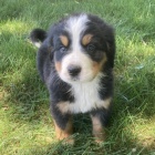 Prod�m �t��ata Bernsk�ho sala�nick�ho psa. Pouze pro v�n� osoby.