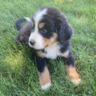 Prod�m �t��ata Bernsk�ho sala�nick�ho psa. Pouze pro v�n� osoby.