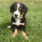 Prod�m �t��ata Bernsk�ho sala�nick�ho psa.