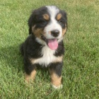 Prod�m �t��ata Bernsk�ho sala�nick�ho psa.