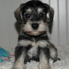 �t��ata mal�ch kn�ra�� k adopci.