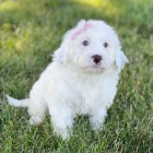 �t��ata portugalsk�ho vodn�ho psa pejsek a fenka k adopci.