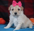 Prod�m zdrav� a kr�sn� �t��ata bichonpoo.