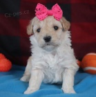 Prod�m zdrav� a kr�sn� �t��ata bichonpoo.