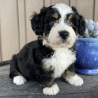 �t��ata Bernedoodle na prodej