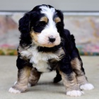 Prod�m o�kovan� a od�erven� �t��ata Bernedoodle