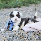 Prod�m o�kovan� �t��ata Bernedoodle