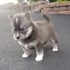 Prod�m o�kovan� a od�erven� �t��ata Pomskies.