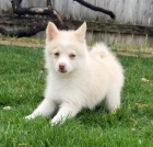 Prod�m o�kovan� a od�erven� �t��ata Pomskies.