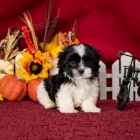 Prod�m �t��ata shih poo.